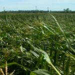 crops