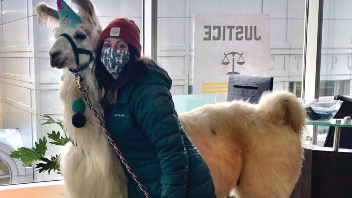 Llama (1)
