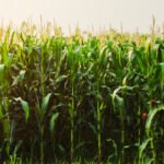 cornfield