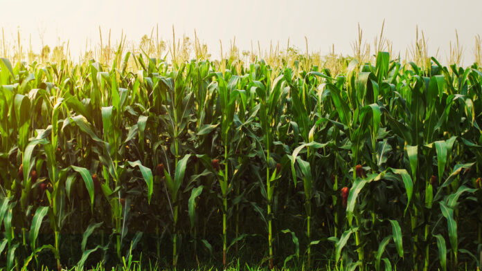 cornfield