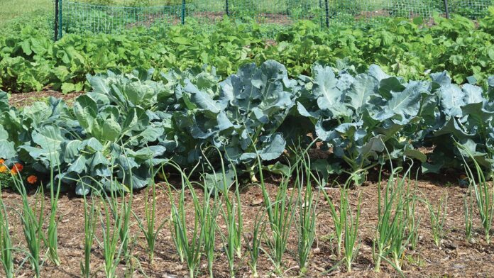 Moundview garden