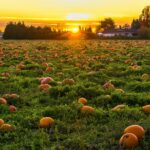 Pumpkin Patch in North Liberty