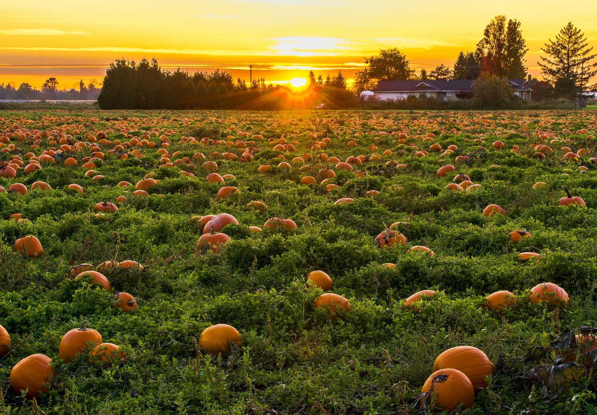 Pumpkin Patch in North Liberty