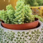 Burro’s tail succulent at Marion garden center, BLOOMS.