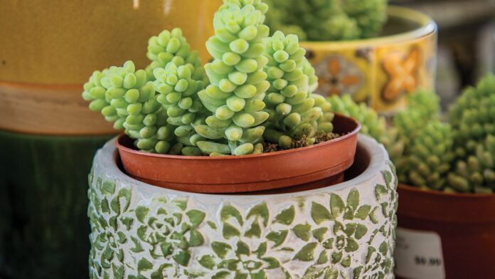 Burro’s tail succulent at Marion garden center, BLOOMS.