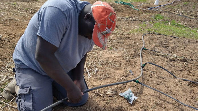 Siriro Hakizimana, a first year farmer, learns to set up irrigation. CREDIT FEED IOWA FIRST