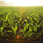 Iowa Leading Indicators.