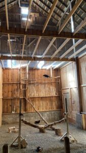 A 1914 barn has been retrofitted with flight pens for rehabilitating injured birds of prey by the non-profit, Raptor Advocacy Rehabilitation and Education (RARE). 