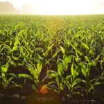 Regenerative agriculture.