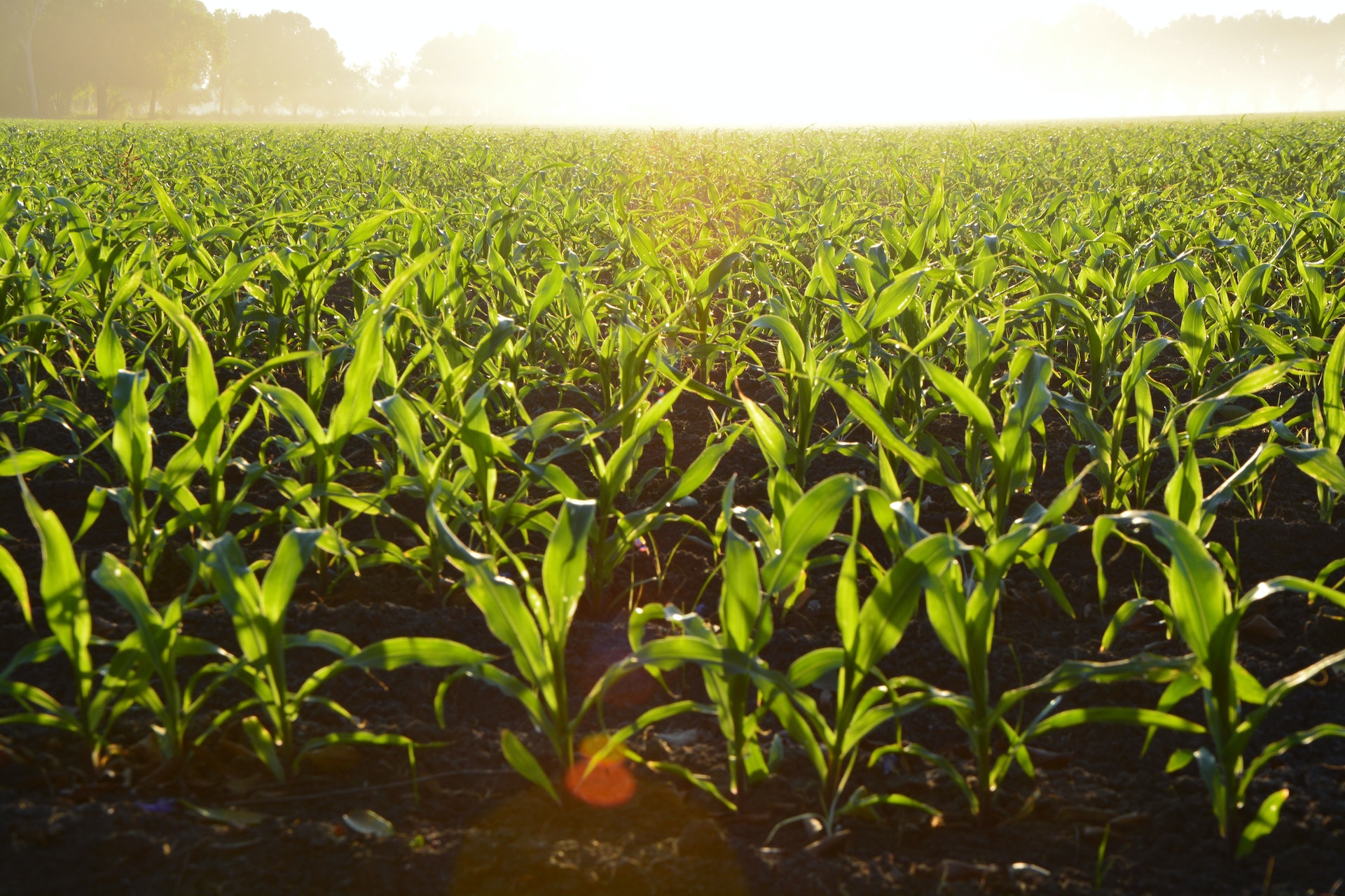 Regenerative agriculture.