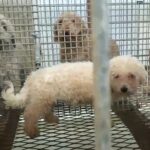 Stonehenge Kennel West Point