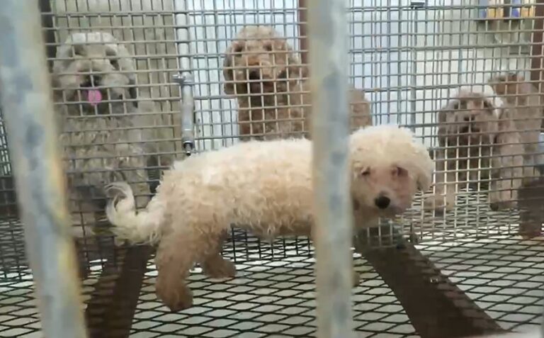 Stonehenge Kennel West Point