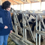 USDA Deputy Secretary of Agriculture, Xochitl Torres Small, looks at cows at Austin Schulte Dairy farm in Benton County. CREDIT USDA