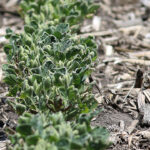Iowa crop conditions