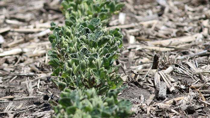 Iowa crop conditions