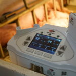 SmartGuard, a wearable device for sows that sends an alert when it rolls over a piglet. CREDIT SWINETECH