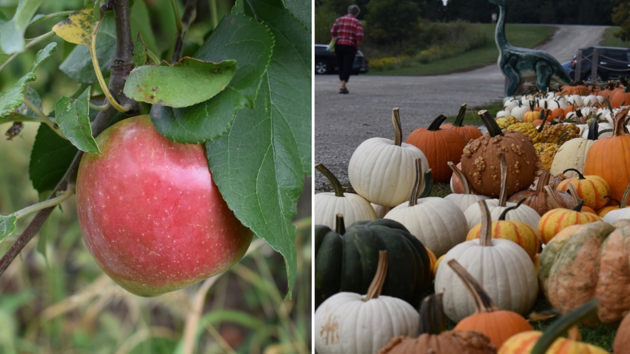 3rd Annual Dingleberry Dash at Wilson's Orchard & Farm - Think Iowa City