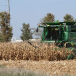 Corn crop harvest