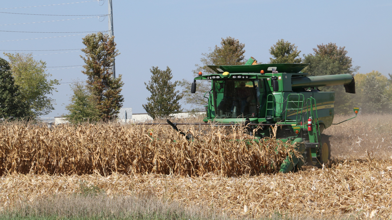 Corn crop harvest