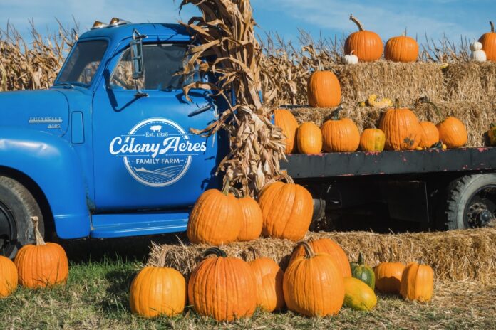Colony Acres Family Farm has been picked by USA Today as one of the 10 top pumpkin patches in the country. Photo by Colony Acres Family Farm.