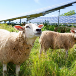 Sheep graze in a green meadow. Iowa Climate Statement