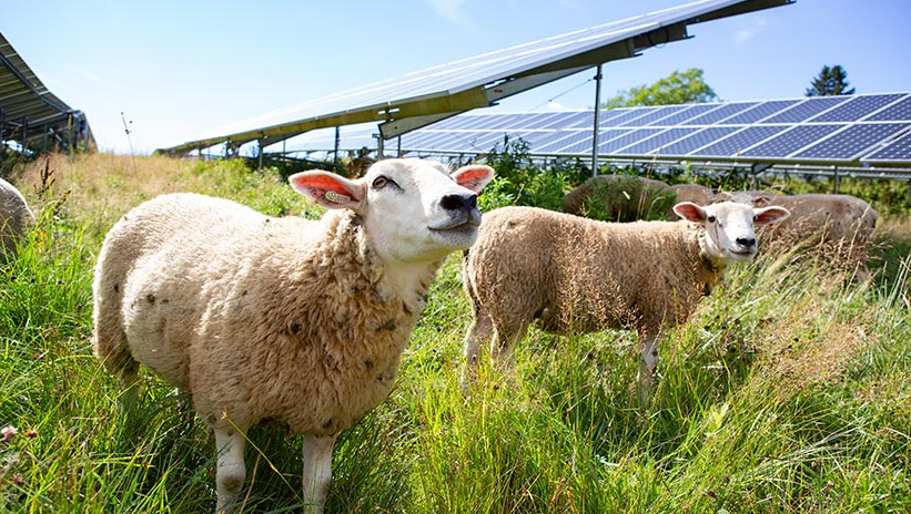 Sheep graze in a green meadow. Iowa Climate Statement