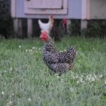 The Iowa Department of Agriculture and Land Stewardship and the United States Department of Agriculture (USDA) Animal and Plant Health Inspection Service (APHIS) have confirmed positive cases of Highly Pathogenic Avian Influenza (HPAI) in Taylor and Jones Counties.