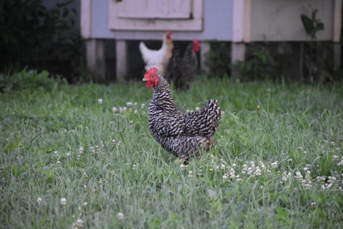 The Iowa Department of Agriculture and Land Stewardship and the United States Department of Agriculture (USDA) Animal and Plant Health Inspection Service (APHIS) have confirmed positive cases of Highly Pathogenic Avian Influenza (HPAI) in Taylor and Jones Counties.