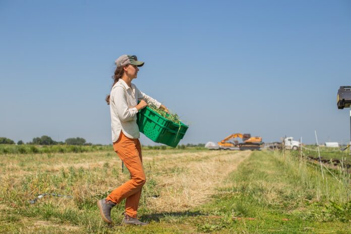 Farm Coordinator Sarah Nelson harvest-garlic scapes.