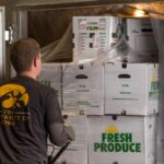 A worker loads produce into a refrigerator.