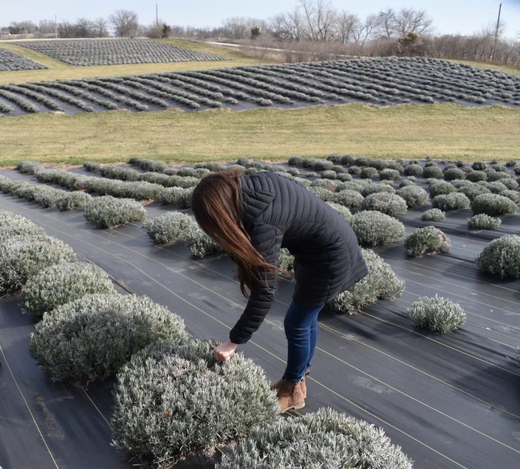 Stephanie Getting leans over one of her lavender plants. The lavender takes up 20 of 200 acres at Calyx Creek.