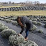 Stephanie Getting leans over one of her lavender plants. The lavender takes up 20 of 200 acres at Calyx Creek.