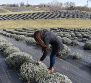 Stephanie Getting leans over one of her lavender plants. The lavender takes up 20 of 200 acres at Calyx Creek. 