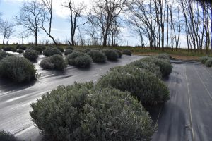 Rows upon rows of lavender fill 20 acres at Calyx Creek Lavender & Lodging. The Gettings make essential oil, soaps and teas from the plants. 