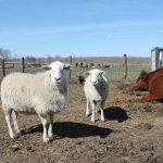 Jacqueline, one of several ewes that lives at the Iowa Farm Sanctuary. The organization is attempting to raise $50,000 as part of a donation match, which will help them purchase solar panels and construct a bathroom.
