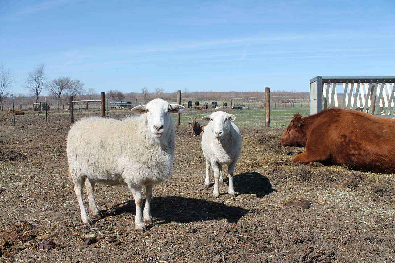 Jacqueline, one of several ewes that lives at the Iowa Farm Sanctuary. The organization is attempting to raise $50,000 as part of a donation match, which will help them purchase solar panels and construct a bathroom.