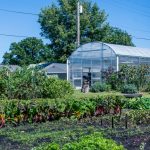 Cultivate Hope Urban Farm Matthew 25