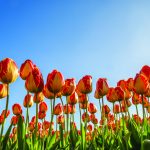 A low angle shot of red and yellow flower field with a blue sky in the background