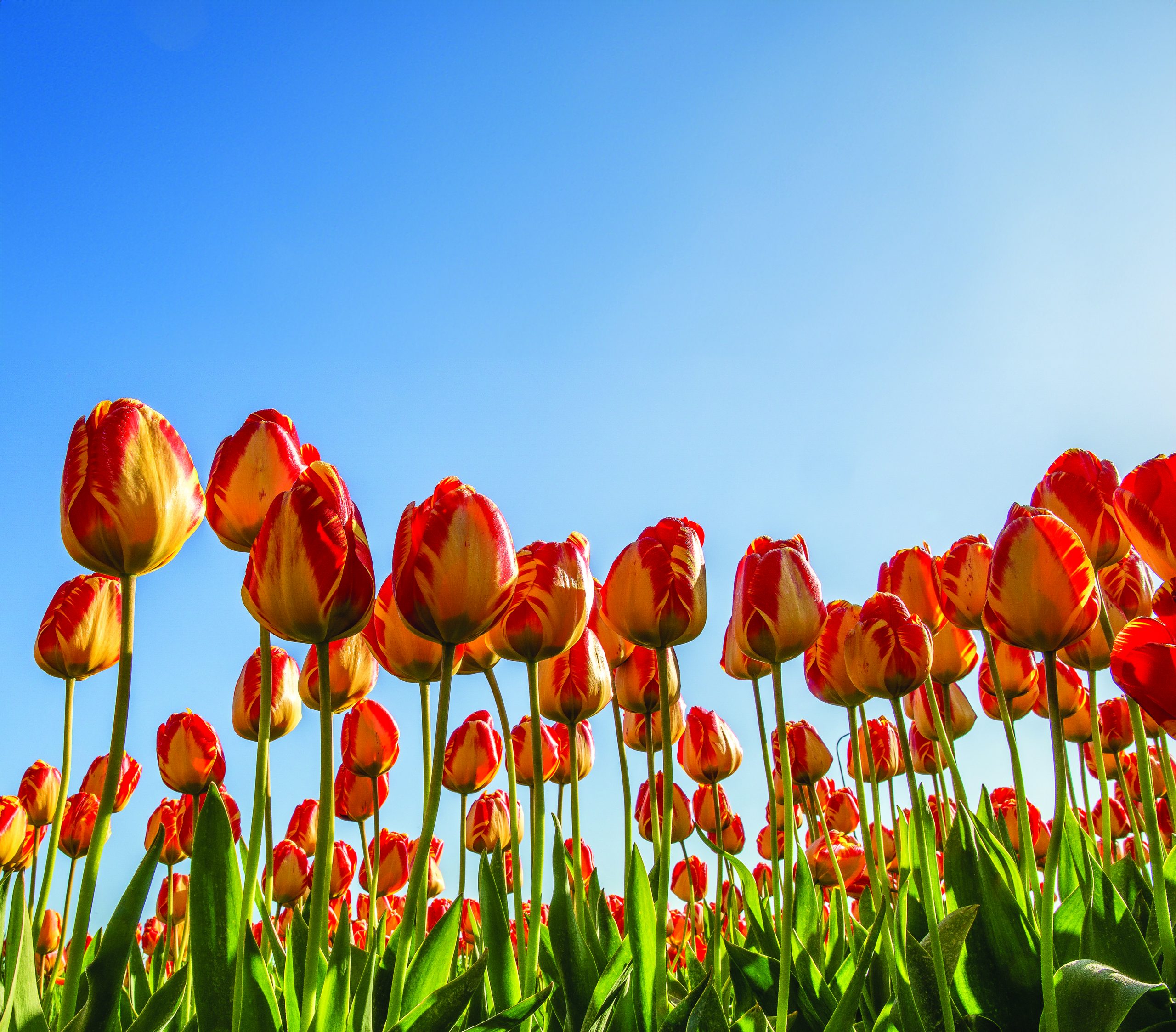 A low angle shot of red and yellow flower field with a blue sky in the background