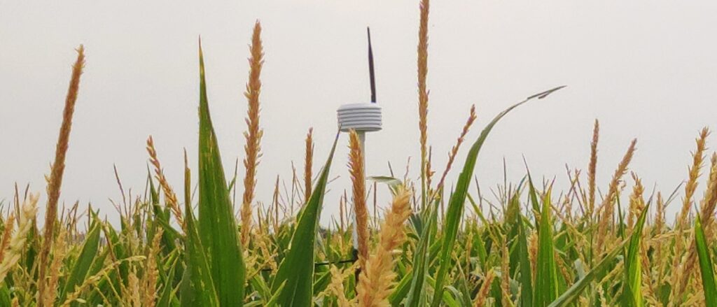 A sensor peeks over the top of some corn stalks