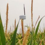 A sensor peeks over the top of some corn stalks
