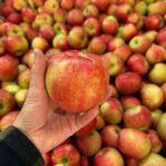 A Honeycrisp apple from Buffalo Ridge Orchards in Central City rests in someone's hand.