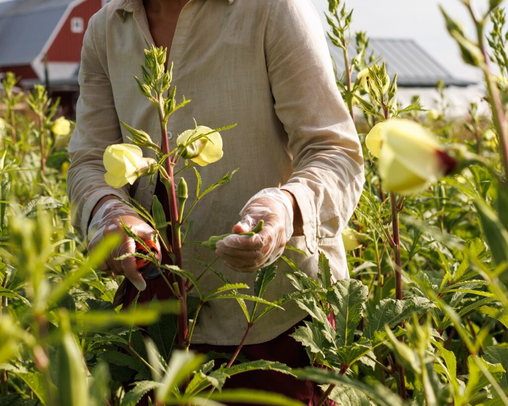 A farmer in gloves grasps a plant in a field.