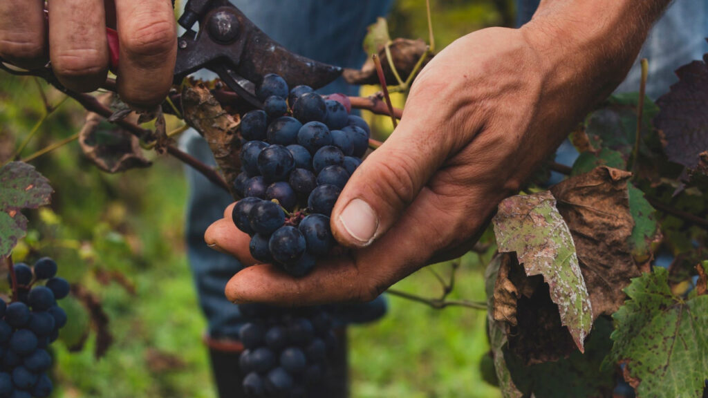 Lubben Vineyards
