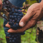 Lubben Vineyards