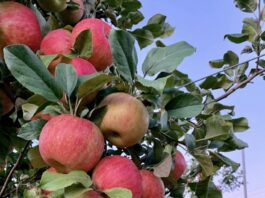Honeycrisp apples begged to be picked at Wilson's Orchard & Farm in Des Moines.