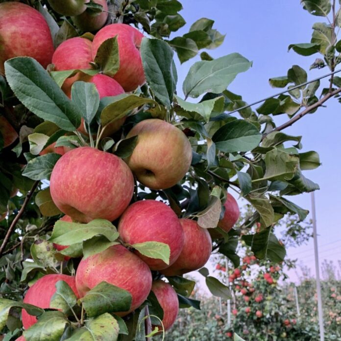 Wilson apples Honeycrisp apples begged to be picked at Wilson's Orchard & Farm in Des Moines.