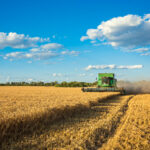 farm Harvesting combine in the field cropping cereal field