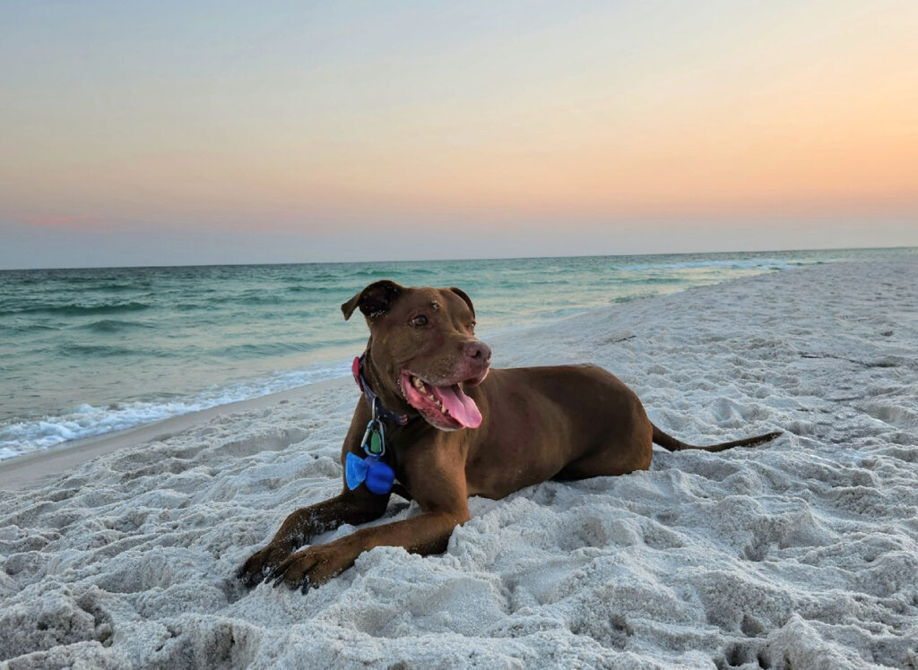 Trissa Pearson's dog, Cafe, was euthanized at home using CodaPet services.