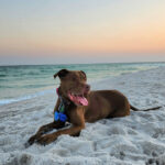 Trissa Pearson's dog, Cafe, was euthanized at home using CodaPet services.